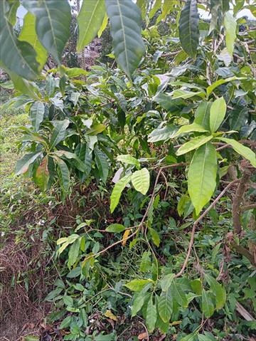 黃金果(黃晶果,加蜜蛋黃果,蜜蛋黃果) 產品圖片（圖片編號 990072）