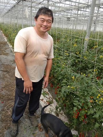 番茄(含小番茄) 產品圖片（產品編號 705649）