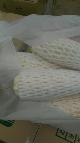 苦瓜 產品圖片（圖片編號 990451）