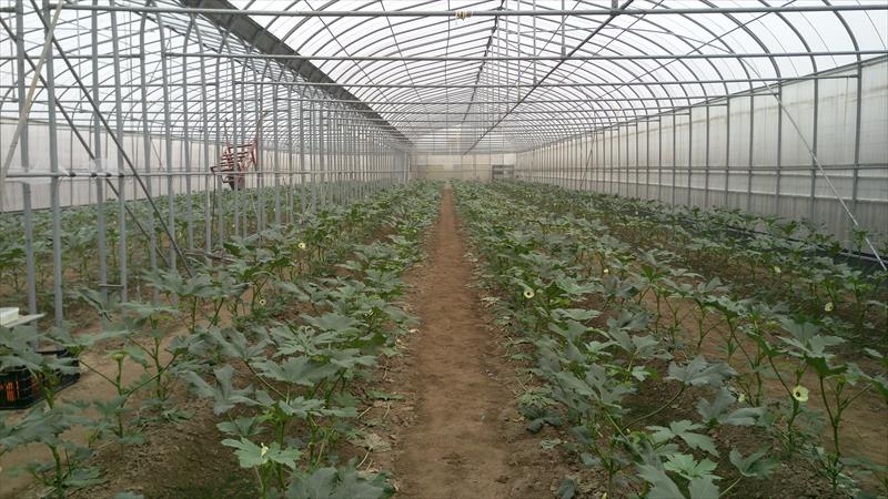 黃秋葵(羊角豆,秋葵) 產品圖片（圖片編號 990452）