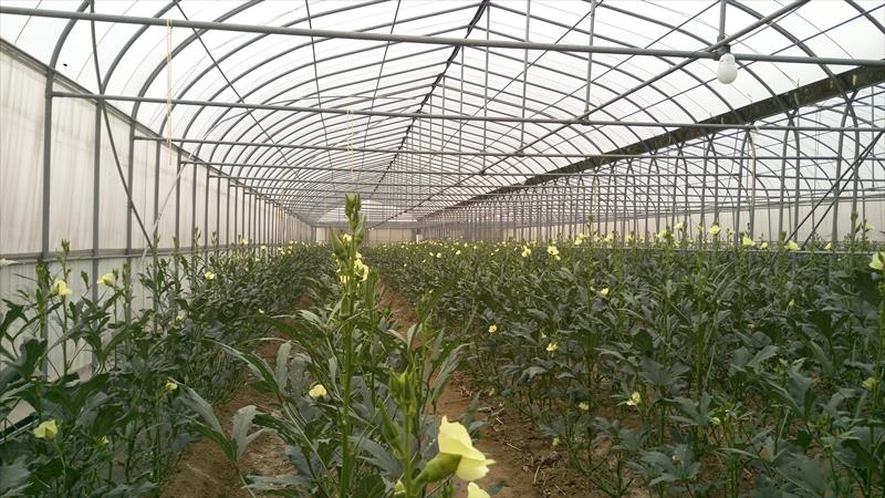 黃秋葵(羊角豆,秋葵) 產品圖片（圖片編號 990453）