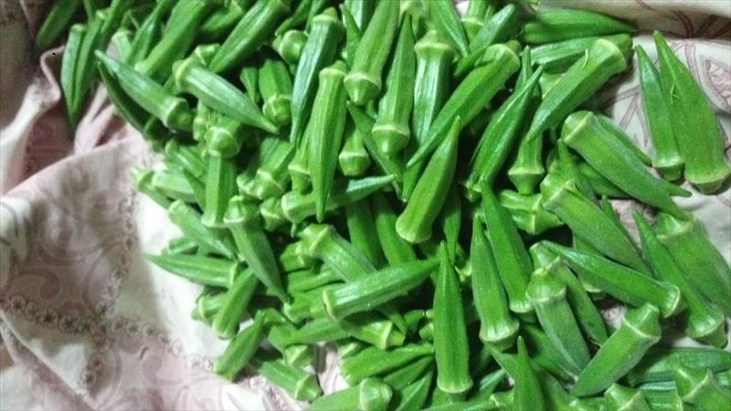 黃秋葵(羊角豆,秋葵) 產品圖片（圖片編號 990454）