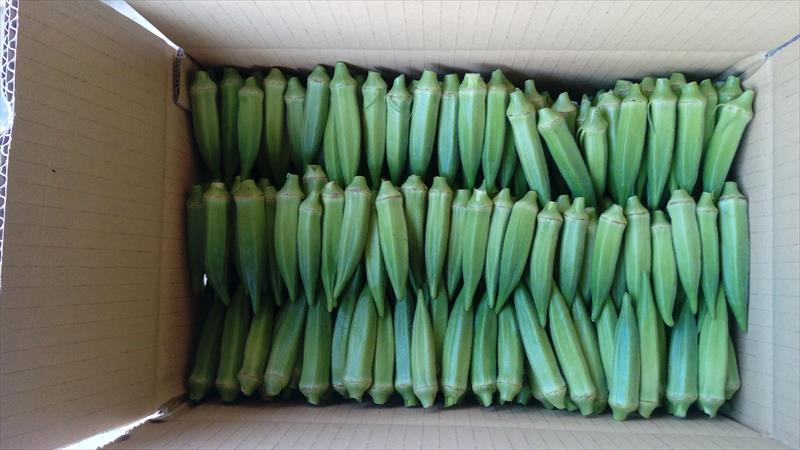 黃秋葵(羊角豆,秋葵) 產品圖片（產品編號 705865）