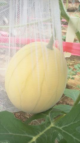 西瓜 產品圖片（圖片編號 990462）