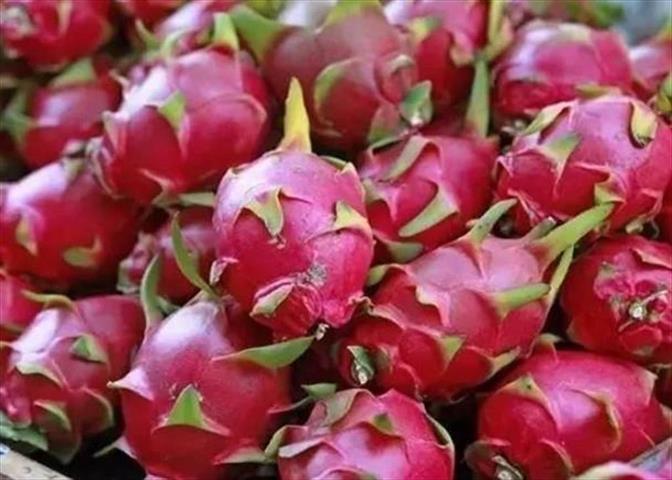 番石榴(芭樂) 產品圖片（圖片編號 991171）