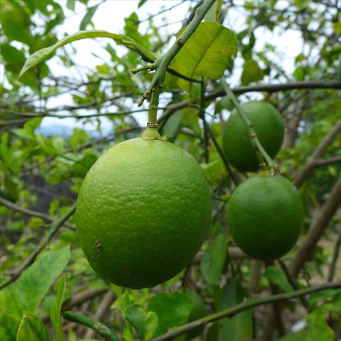 番石榴(芭樂) 產品圖片（產品編號 706197）