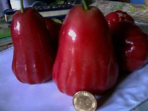 蓮霧 產品圖片（圖片編號 991580）