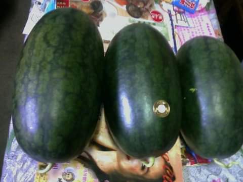 西瓜 產品圖片（圖片編號 991581）