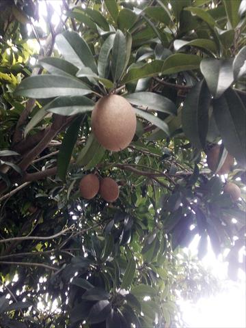 人心果 產品圖片（圖片編號 991584）