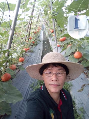 南瓜(金瓜) 產品圖片（圖片編號 991587）