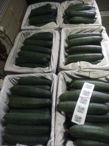 胡瓜(大黃瓜) 產品圖片（圖片編號 991590）
