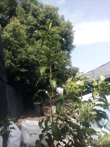 黃金果(黃晶果,加蜜蛋黃果,蜜蛋黃果) 產品圖片（圖片編號 991592）