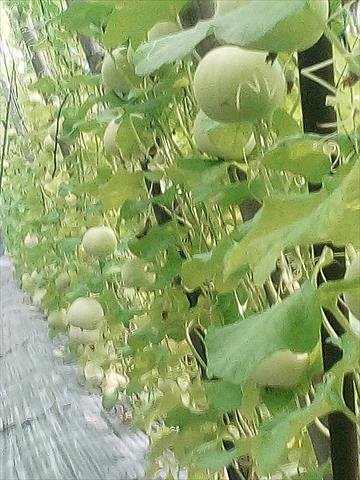香瓜(美濃瓜) 產品圖片（圖片編號 991593）