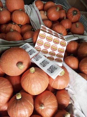 南瓜(金瓜) 產品圖片（圖片編號 991596）