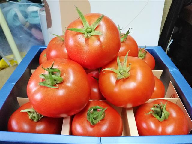 番茄(含小番茄) 產品圖片（圖片編號 991597）
