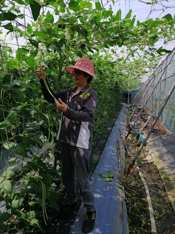 長豇豆 產品圖片（圖片編號 991598）