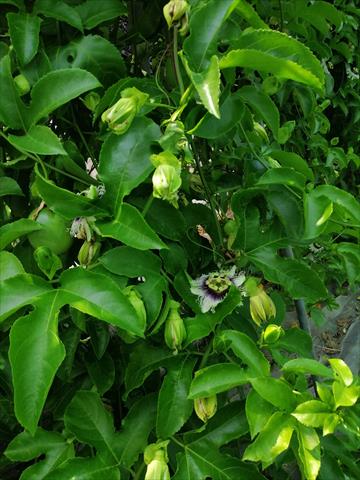 百香果 產品圖片（圖片編號 991600）