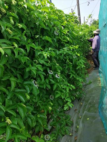 百香果 產品圖片（圖片編號 991601）