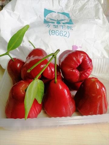 蓮霧 產品圖片（圖片編號 991604）