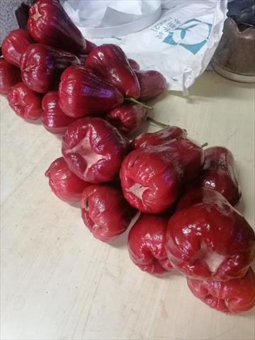 蓮霧 產品圖片（圖片編號 991605）