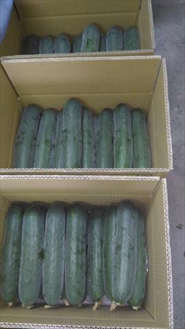胡瓜(大黃瓜) 產品圖片（圖片編號 991615）