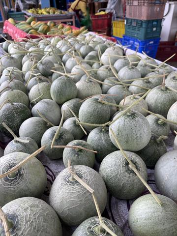 甜瓜 產品圖片（產品編號 706407）