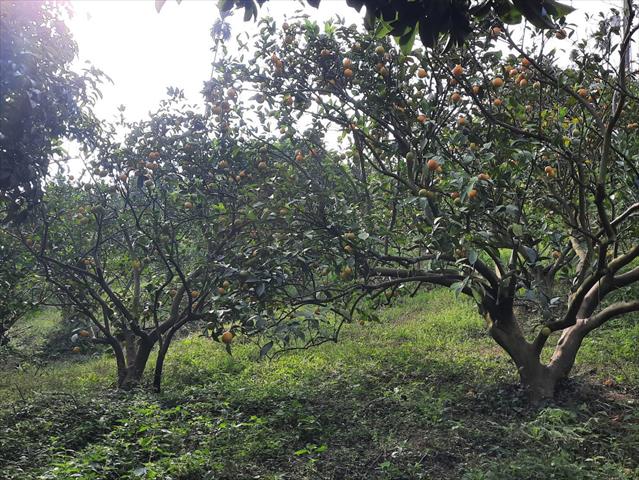 柳橙 產品圖片（圖片編號 991904）