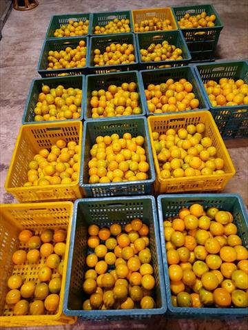 柳橙 產品圖片（產品編號 706421）