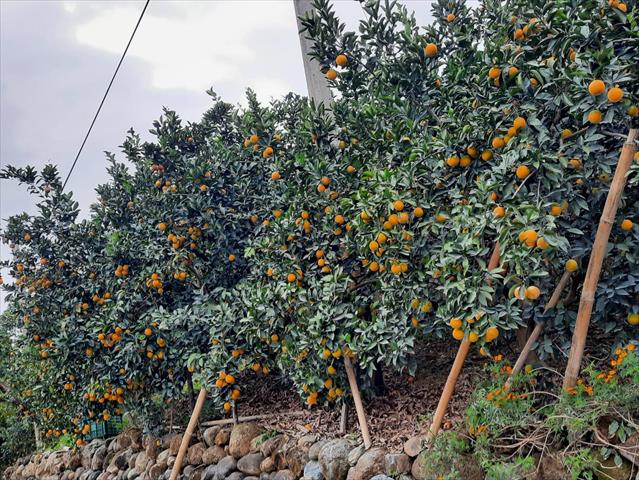 柳橙 產品圖片（圖片編號 991906）