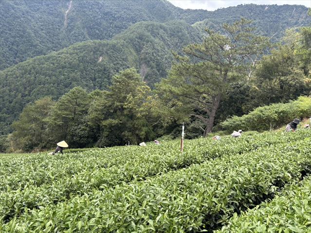 茶製品-茶 產品圖片（產品編號 706446）