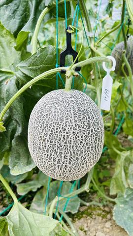 洋香瓜(哈蜜瓜) 產品圖片（圖片編號 992023）