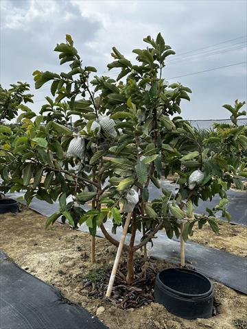 番石榴(芭樂) 產品圖片（圖片編號 992371）