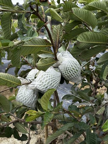 番石榴(芭樂) 產品圖片（產品編號 706755）