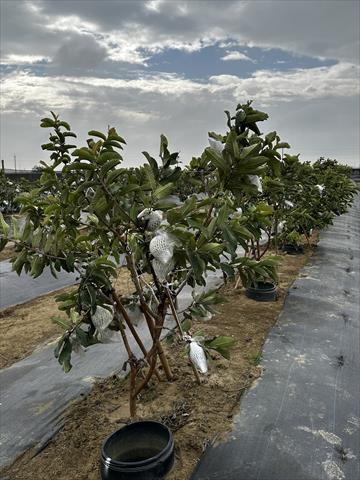 番石榴(芭樂) 產品圖片（圖片編號 992373）