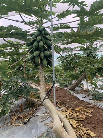 木瓜 產品圖片（圖片編號 992753）