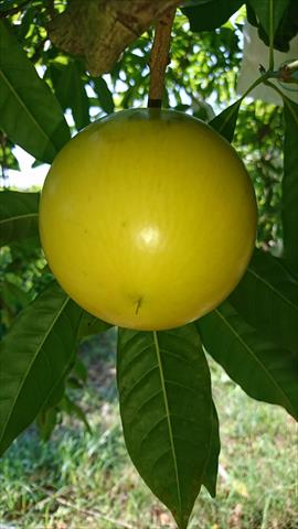 黃金果(黃晶果,加蜜蛋黃果,蜜蛋黃果) 產品圖片（圖片編號 993311）