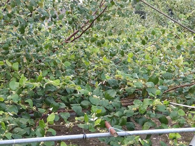 棗 產品圖片（產品編號 707030）