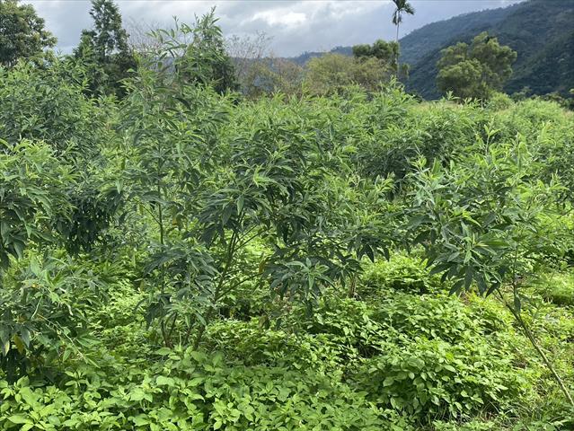 樹豆 產品圖片（產品編號 705896）