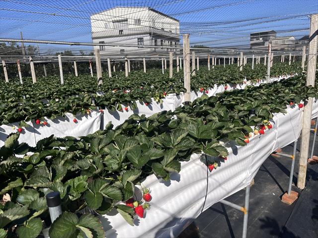 草莓 產品圖片（圖片編號 993932）