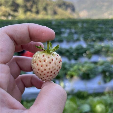 草莓 產品圖片（圖片編號 993934）