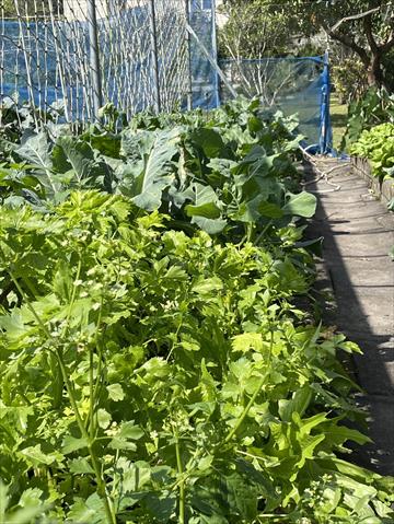 芹菜(西洋芹) 產品圖片（圖片編號 993996）