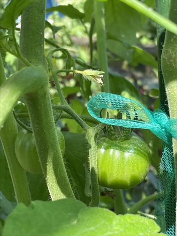 番茄(含小番茄) 產品圖片（圖片編號 994002）