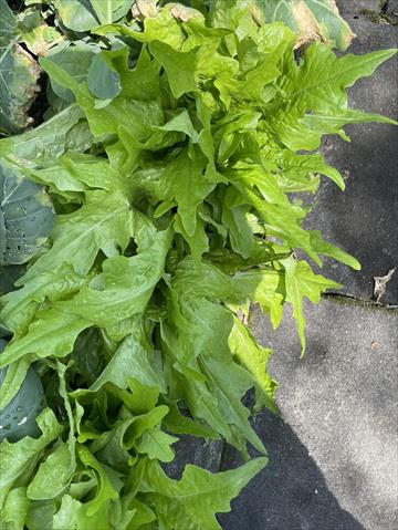 萵苣 產品圖片（圖片編號 994005）