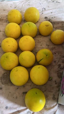 黃金果(黃晶果,加蜜蛋黃果,蜜蛋黃果) 產品圖片（圖片編號 994362）