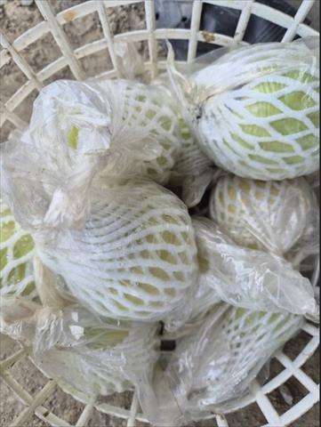 番石榴(芭樂) 產品圖片（產品編號 707635）
