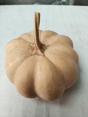 南瓜(金瓜) 產品圖片（圖片編號 994505）