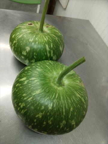 扁蒲(瓠瓜,匏瓜,蒲瓜) 產品圖片（產品編號 707676）