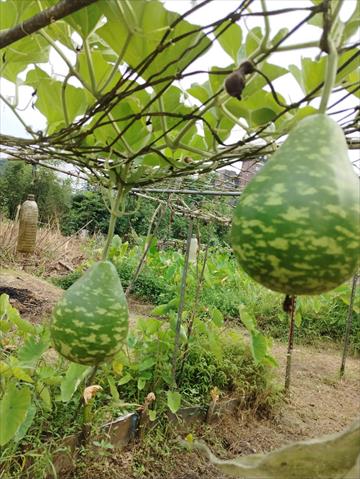 扁蒲(瓠瓜,匏瓜,蒲瓜) 產品圖片（圖片編號 994508）