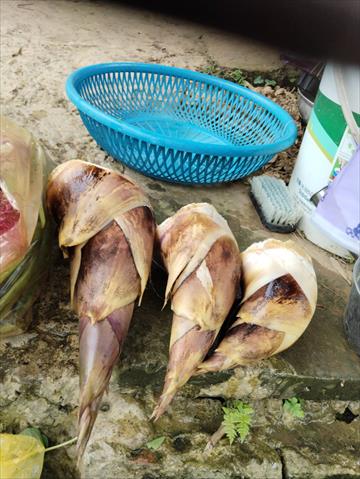 竹筍 產品圖片（圖片編號 994509）