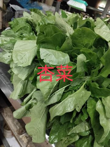 莧菜(刺莧菜) 產品圖片（產品編號 707674）